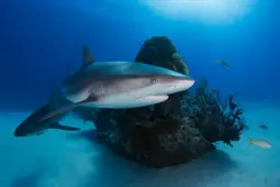 Sharks Ikan Biru 